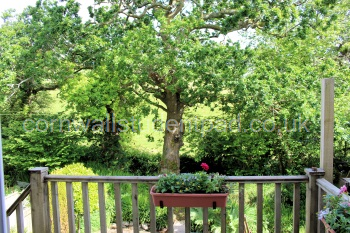 Back Garden